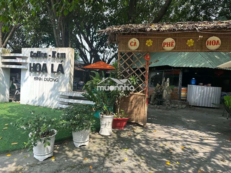 SANG QUÁN CAFE SÂN VƯỜN HOA LÁ