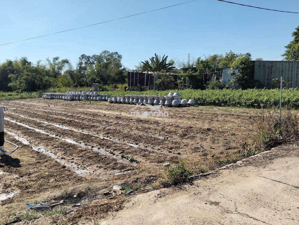 Lô đất sổ hồng đất trồng cây hàng năm. tôn đản. đà nẵng  - 2