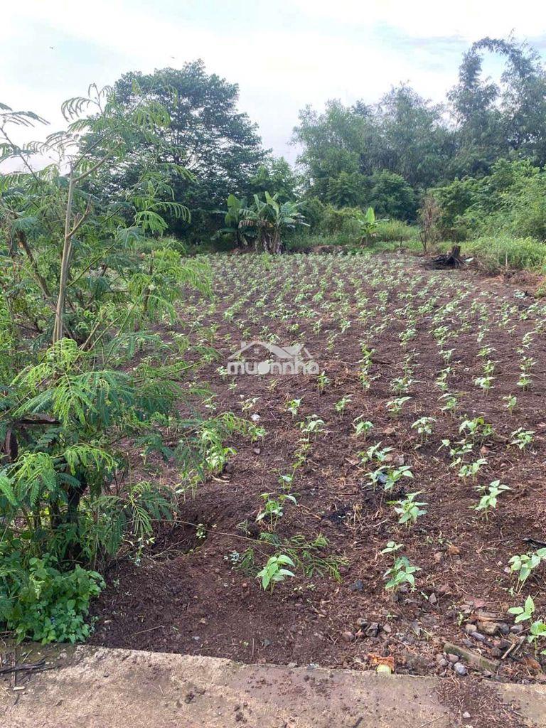 ​[Chính chủ bán đất] – đất thổ cư 100% vuông vắn, ô tô tới nơi, shr - 2