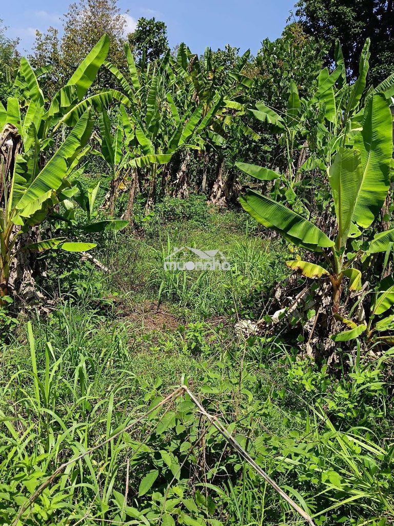 Đất sào sổ riêng - 4