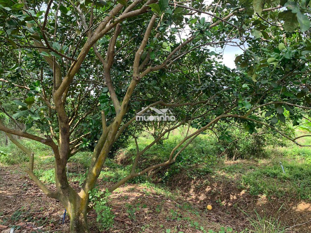 Cơ hội đầu tư: đất vườn chính chủ xã trị an, vĩnh cửu, đường xó - 4