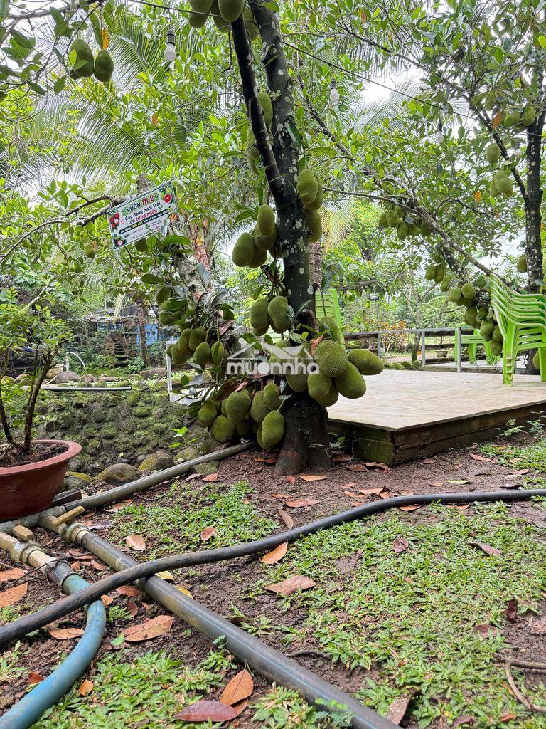 Nhà vườn giá rẻ trung tâm long khánh - 2
