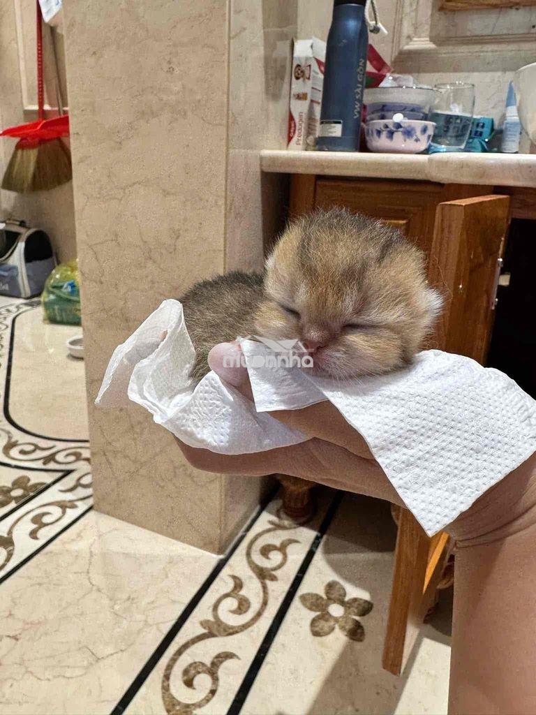 Tìm căn hộ cho thuê tại khu vực gần bệnh viện từ dũ - 2