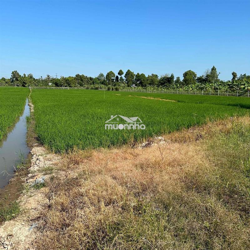 Cần bán gấp đất lúa 3.472m2 gá rẻ