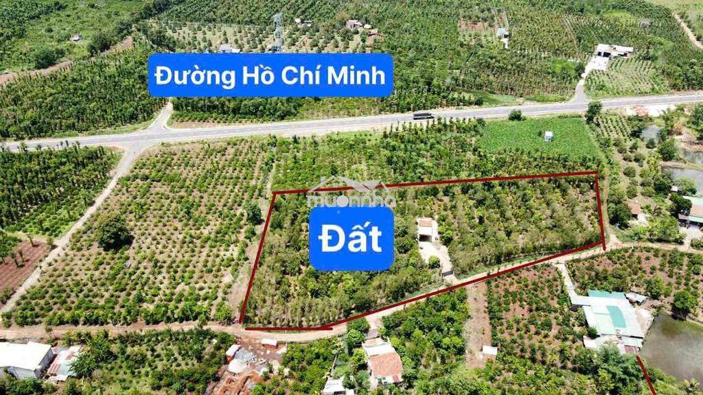 Đất rẫy chính chủ cần thanh lí gấp - 2