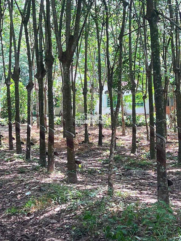 Bán hơn 1,2ha cao su bến cát – 300m² thổ cư – giá 12.5 tỷ - 3