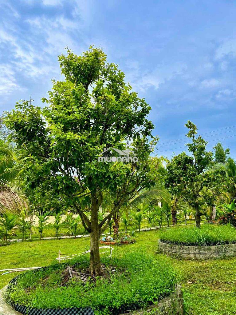 Đất vườn view nghỉ dưỡng - 2