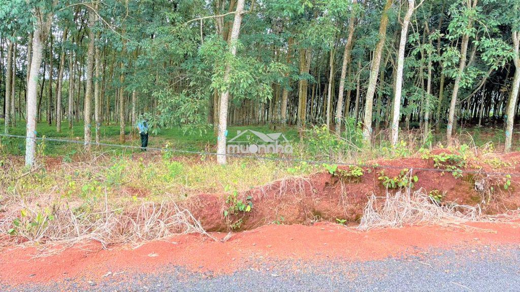 Ngộp, cần bán 4ha đất đẹp, cao su 7 năm tuổi - 160m bám mặt đường - 3