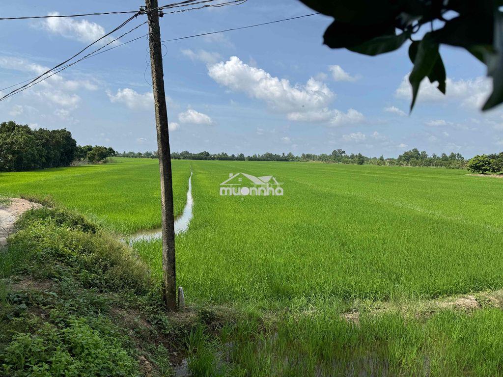 Bán nhanh đất ruộng 5220m2 - 4