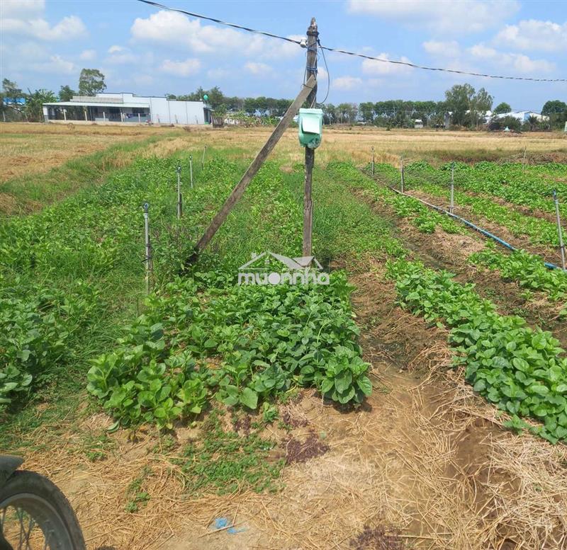 Đất làm nhà vườn gần trung tâm gò công