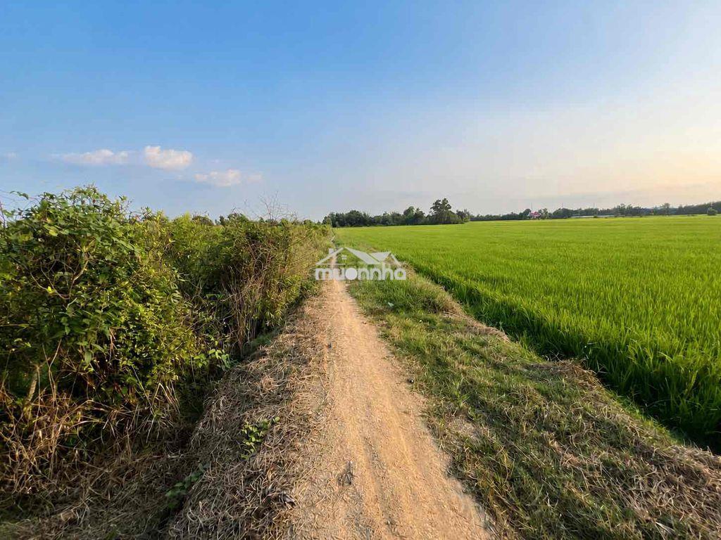 Bán đất mẫu xã đức huệ gần đường vành đai - 2