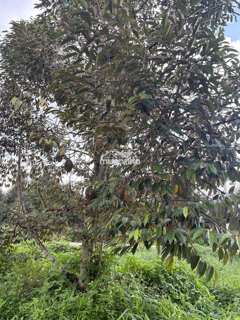 Đất xào có thổ cư quy hoạch đất ở - 2