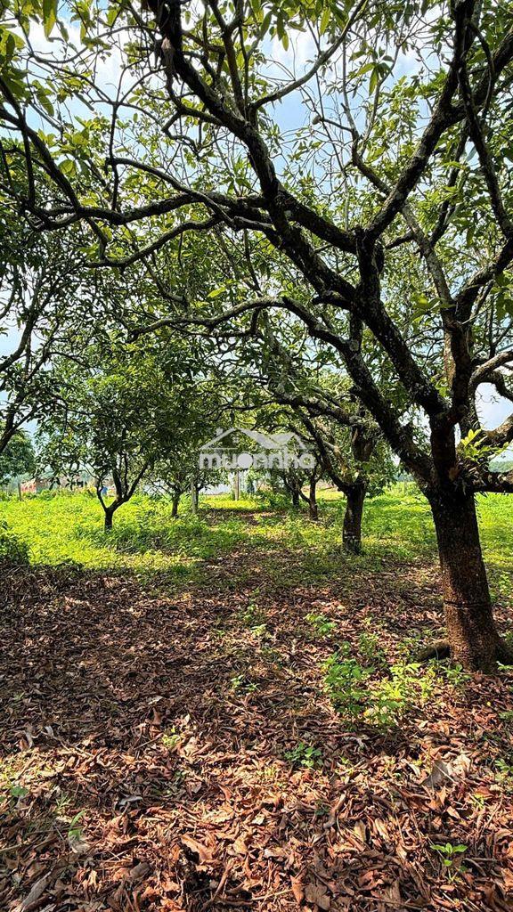 🌿633tr sở hữu ngay đất vườn 1.155m² gần hồ – quy hoạch đất ở nông thôn - 4