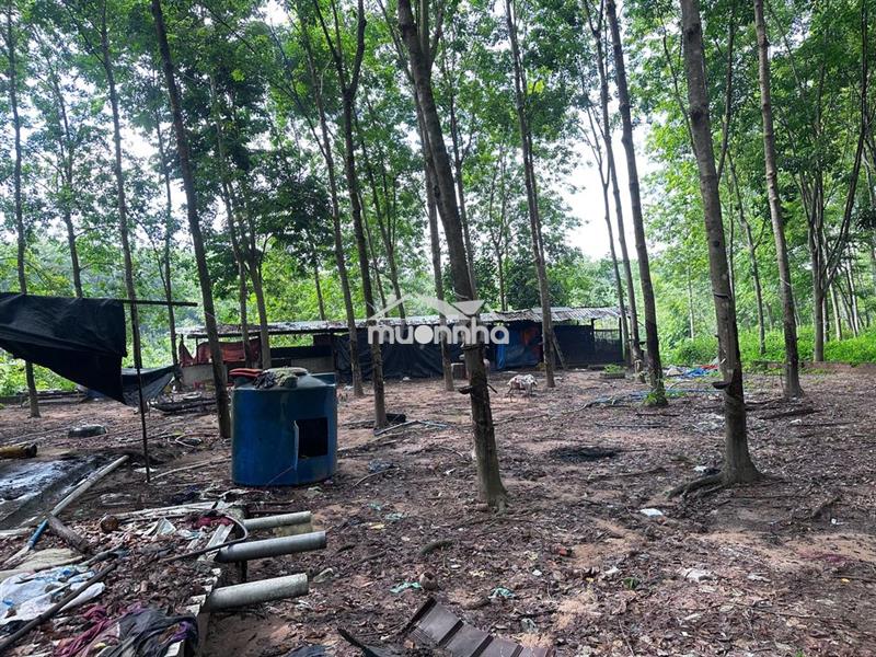 Bán đất có nhà kèm trang trại