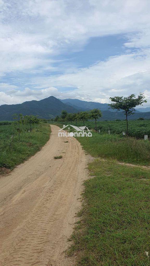 Bán đất nông nghiệp giá rẻ - 4