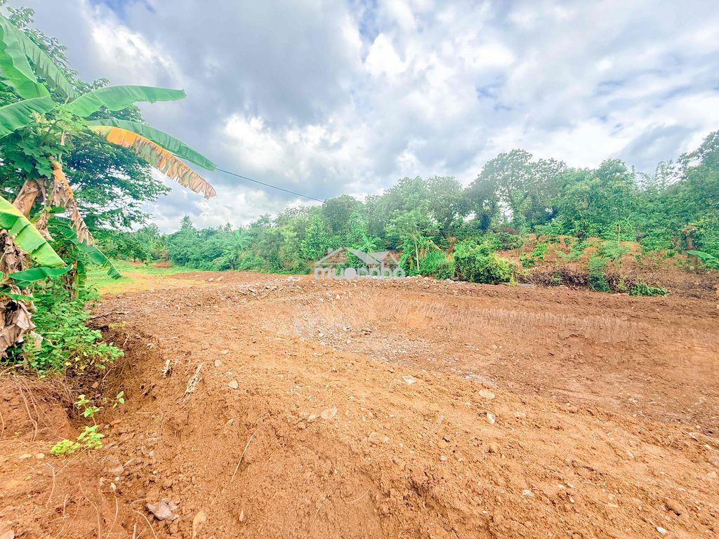 5,5 sào đất đỏ bazan giáp ph. thành nhất chỉ 260tr/sào cách phố 12km - 4