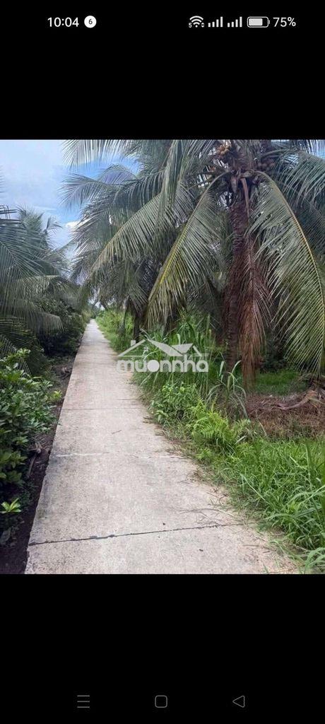 Đất đang trồng 1 số dừa an trái - 3