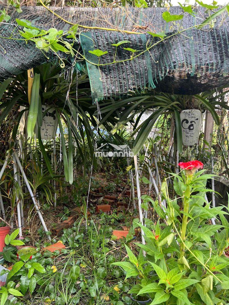 Chính chủ cần bán gấp nhà vườn tân thạnh đông củ chi - 4