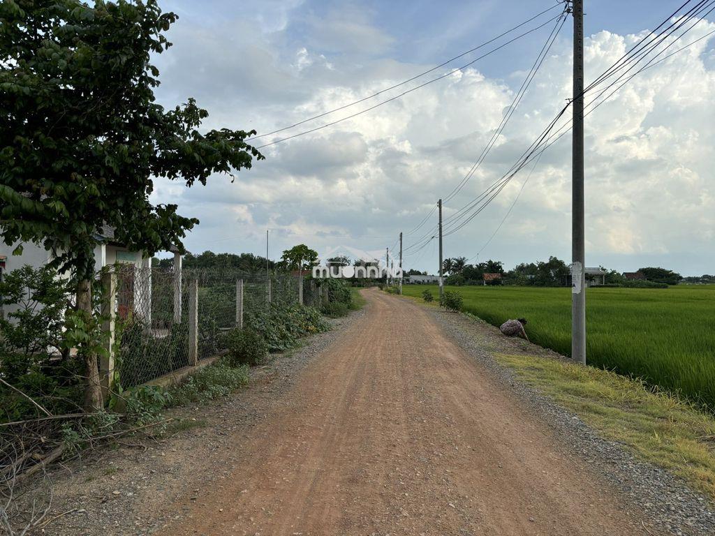 Đất lúa 1000m2 mt đường 7m khu đô thị long hựu giá rẻ 2 tỏi 5 - 2