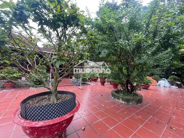 Nhà vườn 666m² hxh -tl 8 bình mỹ, củ chi –300m² thổ cư-giá 8.7 tr/m²