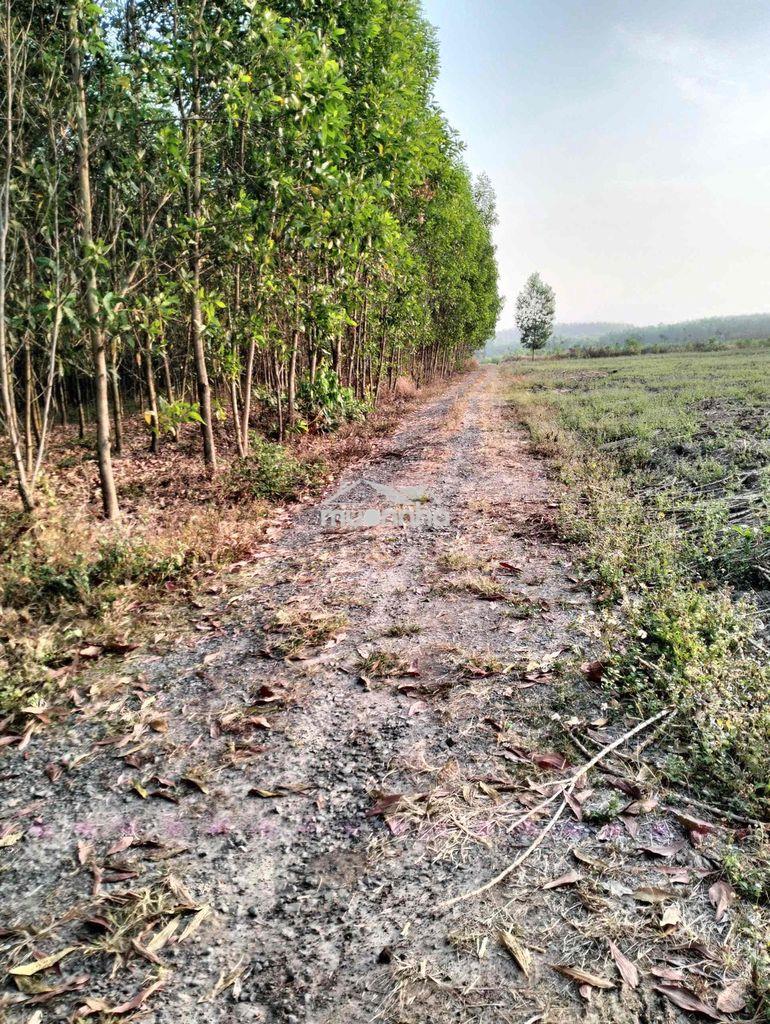 Bán đất sổ riêng thổ cư xuân thành- xuân lộc - 2