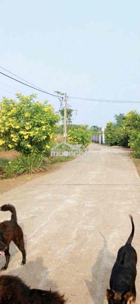 Cần bán 6.281m² (6 sào 2) đất xuân lộc. gần tỉnh lộ 766 - Ảnh 3