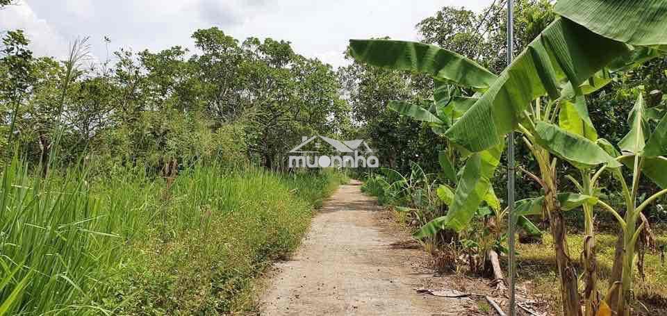 Bán rẻ đất bình lộc, sang tên ngay - Ảnh 3