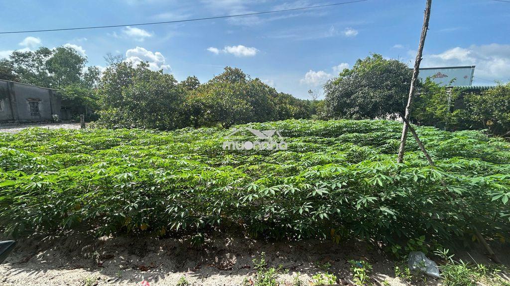 Bán lô đất hẻm 58 nguyễn tri phương, cách chợ bình an 300 m - Ảnh 3