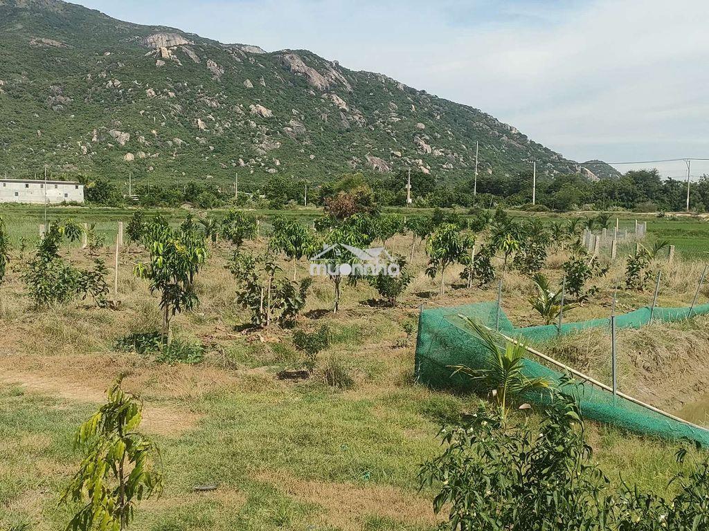 Bán đất nông nghiệp gần trường phan bội châu - Ảnh 4