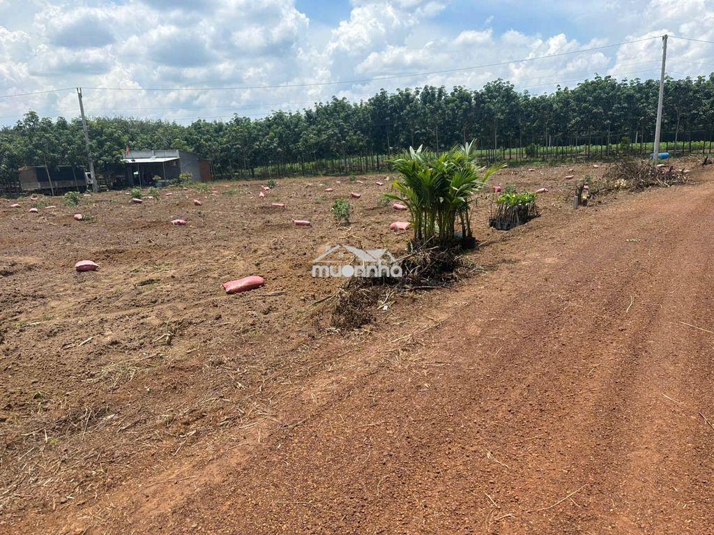1200m2 & 1700m2 sào ngang 15m bám suối 480tr ngay chợ an thái sát kdc - Ảnh 3