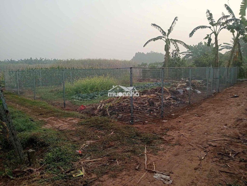 Bán đất nông nghiệp quốc oai - Ảnh 3