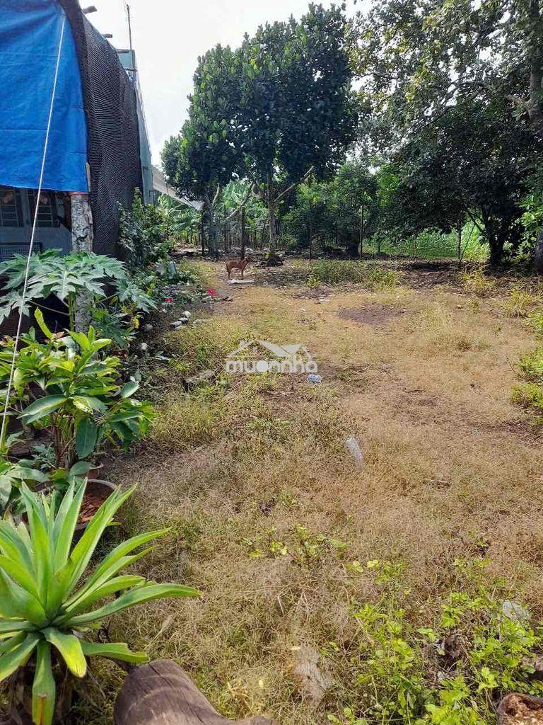 Bán rẻ đất bình lộc, sang tên ngay - Ảnh 4