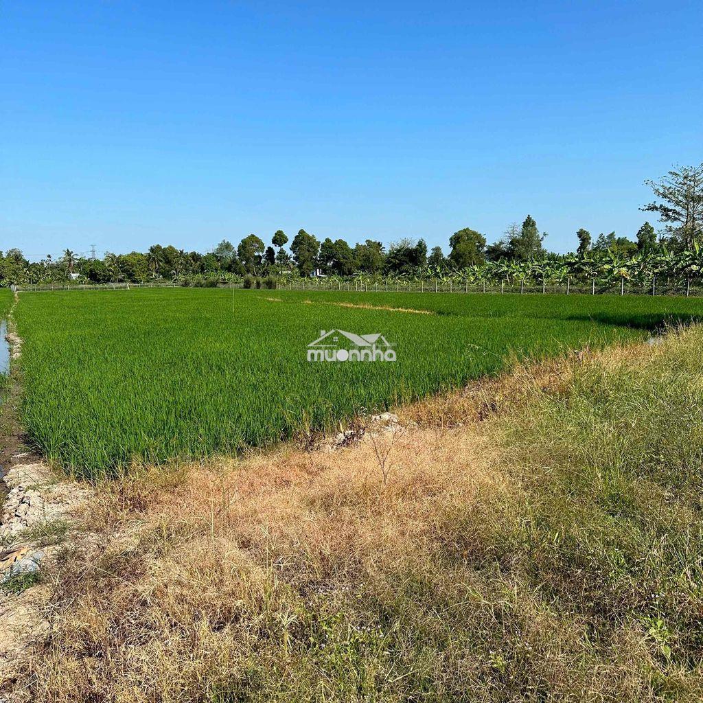 Kẹt tiền cần bán gấp đất lúa giá rẻ - Ảnh 3