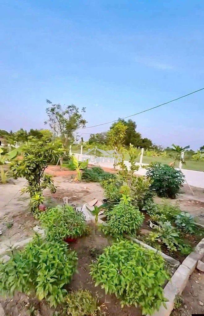Bán gấp tặng nhà vườn 390đ - Ảnh 4