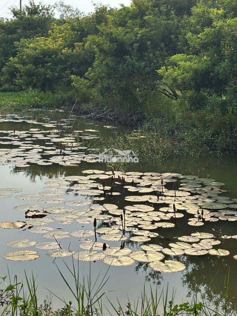 Bán khu vườn 14.700m² – 1.300 cây ăn trái – 5 ao - Ảnh 4