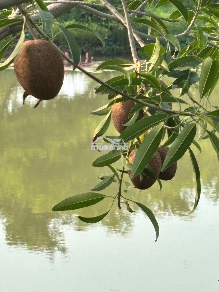 Bán khu vườn 14.700m² – 1.300 cây ăn trái – 5 ao - Ảnh 3