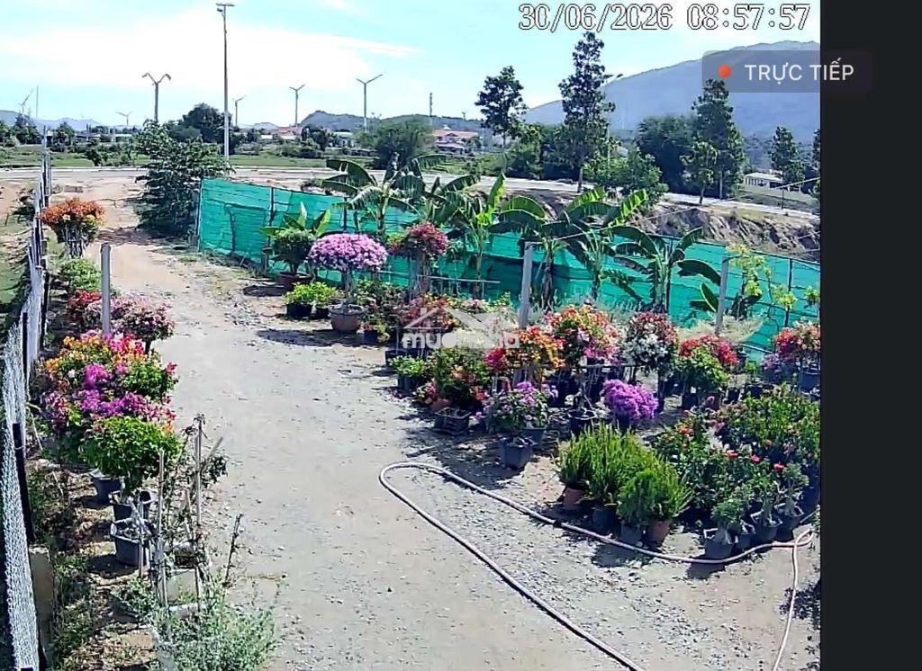 Bán đất nông nghiệp gần trường phan bội châu - Ảnh 3