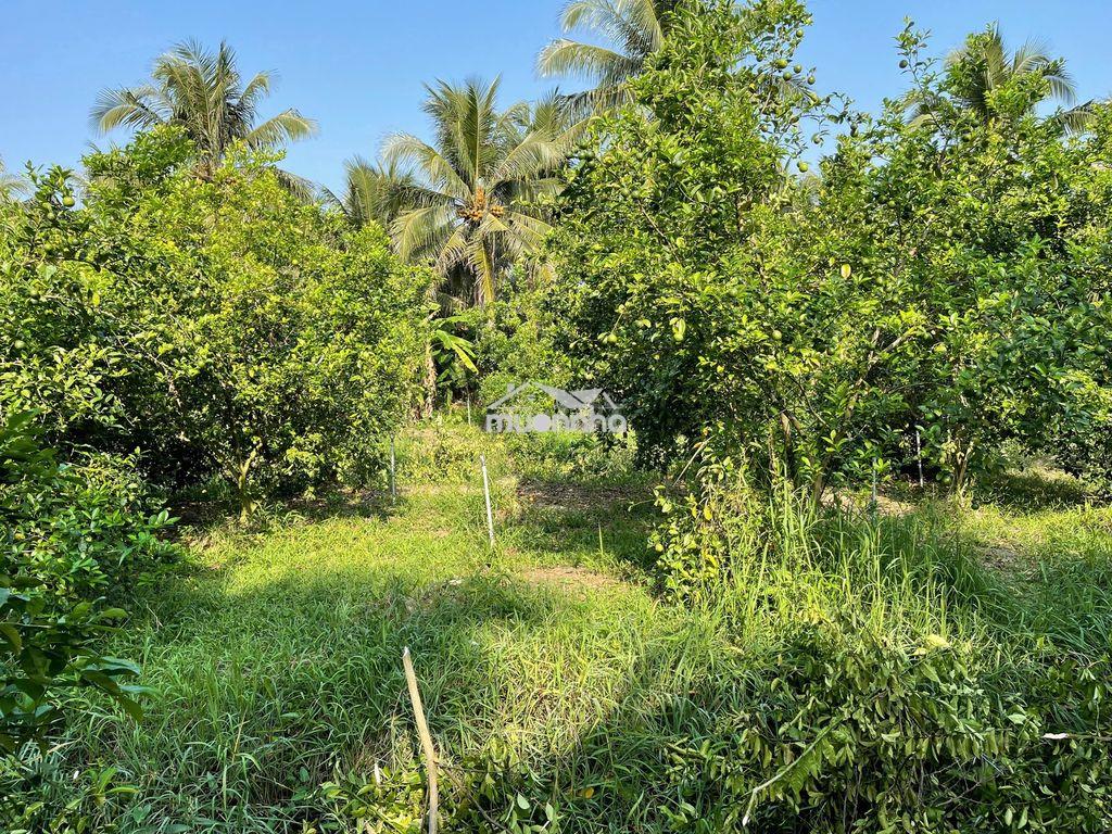 Bán đất long hưng, tiền giang, đồng tháp. 17,56mx 27m= 474m, đường ôtô - Ảnh 4