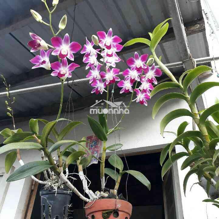 Cho thuê nhà ở riêng lẻ 