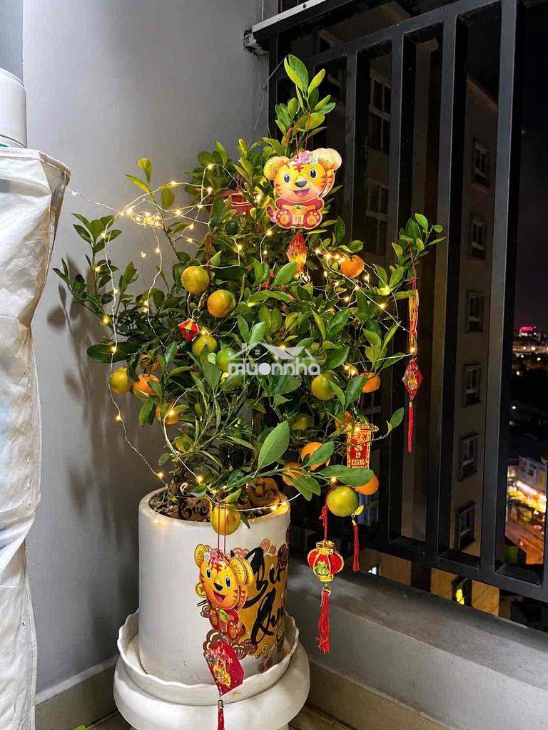 Bán căn hộ an gia garden – 2pn, 2wc, nhà đẹp bán gấp ạ 3tỷ850 - Ảnh 2
