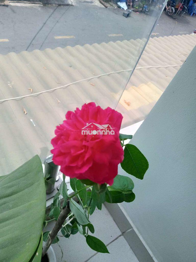 Cho thuê nhà cấp 4 gần chùa viên minh hẻm xe hơi nội thất đầy đủ - Ảnh 3